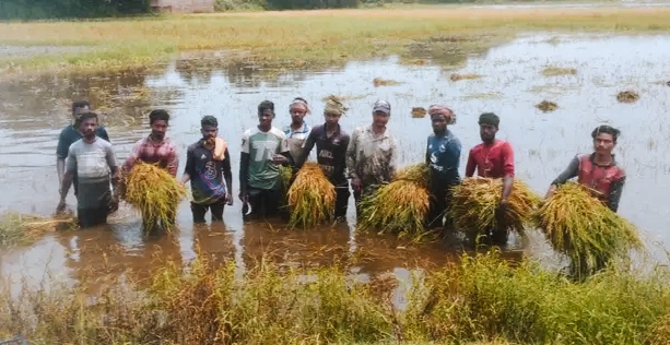 বড়লেখায় বৃষ্টির পানিতে তলিয়ে যাচ্ছে পাকা ধান,শ্রমিক সংকটে দিশেহারা কৃষক