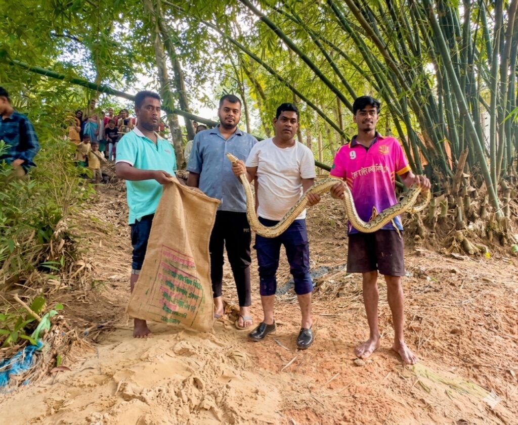 শ্রীমঙ্গলে ভাড়াউড়া চা বাগান এলাকা থেকে অজগর সাপ উদ্ধার